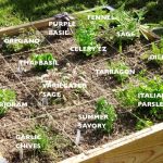 herb bed 1024x593