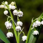 Lily of the Valley (Convallaria Majalis), every so often written lily-of-the-valley. Actually, its scientific name is “Convallaria majalis” and is pleasantly scented.
