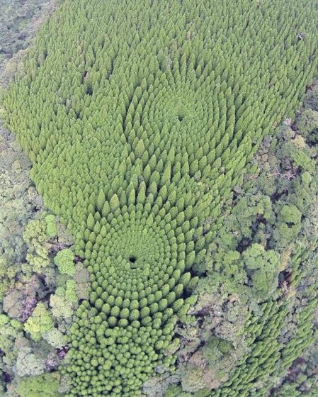Crop Circles have spotted in Japan’s Miyazaki Prefecture. This experimental forest in Japan is creating quite a stir with its unique shape. 