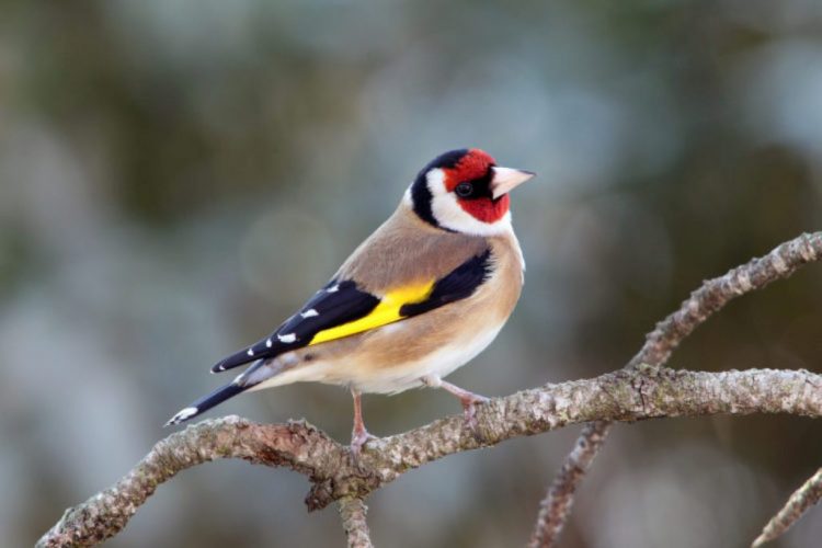 1 3 750x500 European Goldfinch