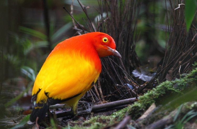 1 4 Flame Bowerbird