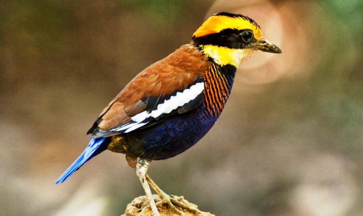 133 2 Banded Pitta
