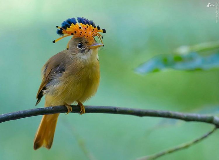 3 2 Atlantic Royal Flycatcher