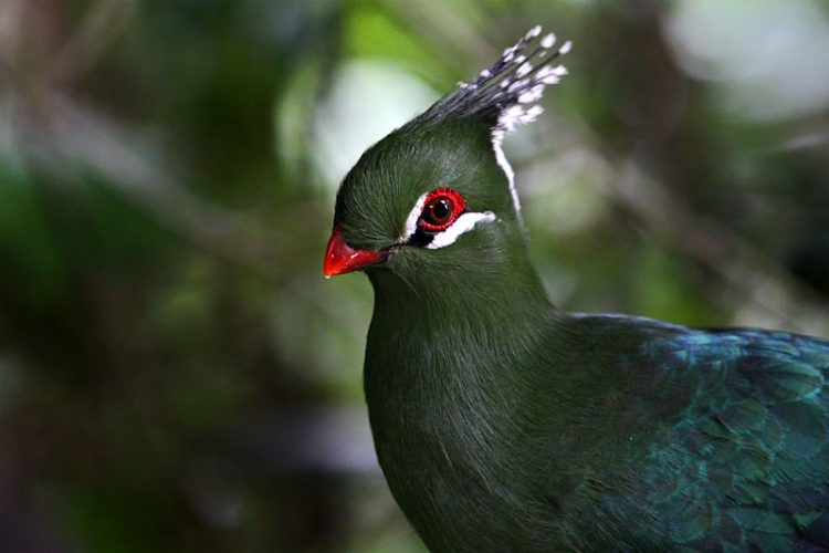 6 4 Schalow's turaco