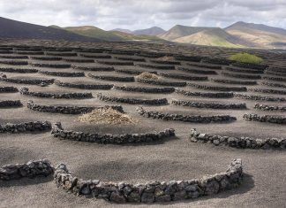 Lanzarote Vineyards – The Magical Black Gardens