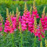 Snapdragon Is the Perfect Cutting Garden Annual