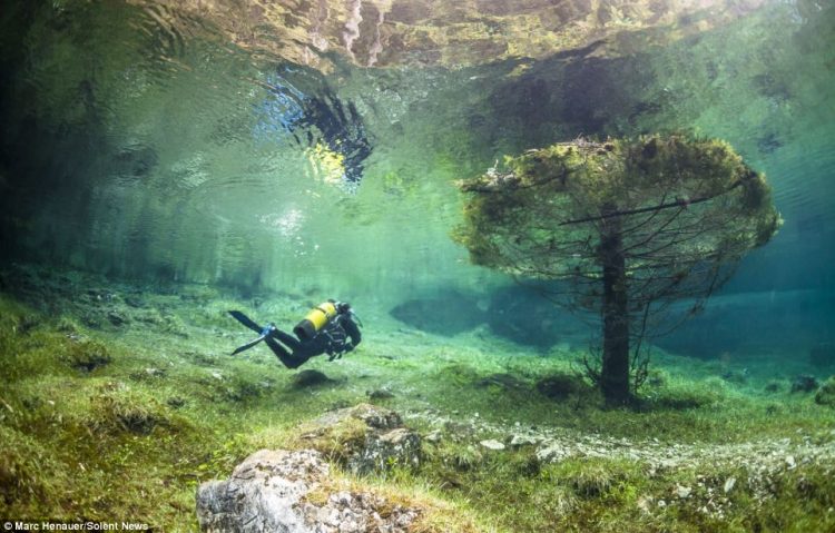 This tree stands out somewhat against the watery landscape. Gallons of melted snow water pour from the nearby Karst mountains to expand the lake Gruner See