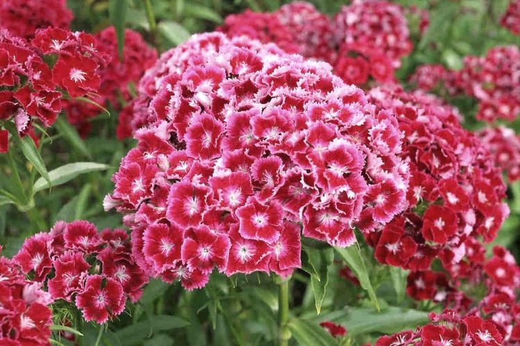 dianthus barbatus fl pnw Pink Dianthus