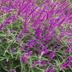 Salvia comes in different colors that are long-lasting Flowers.