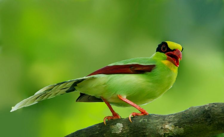 26 Green Magpie