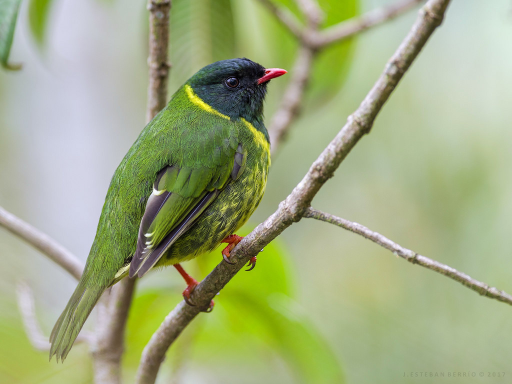 Green-and-black fruiteater (Pipreola riefferii)