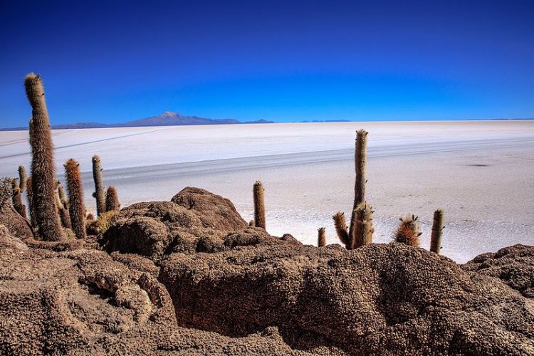 Incahuasi has a total area of 24.62 61 acres and hosts gigantic cacti and a tourist center. This area is one of best highlights of Salar de Uyuni also known as Inkawasi. 