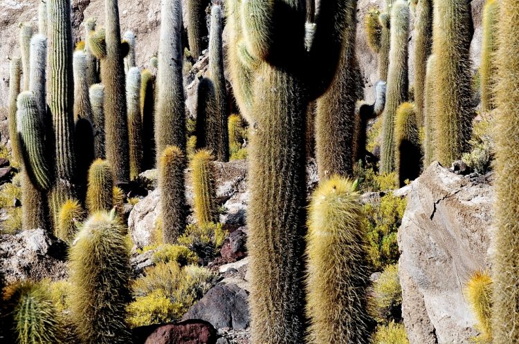 There are strange and flimsy coral-like structures and deposits that often consist of fossils and algae. 