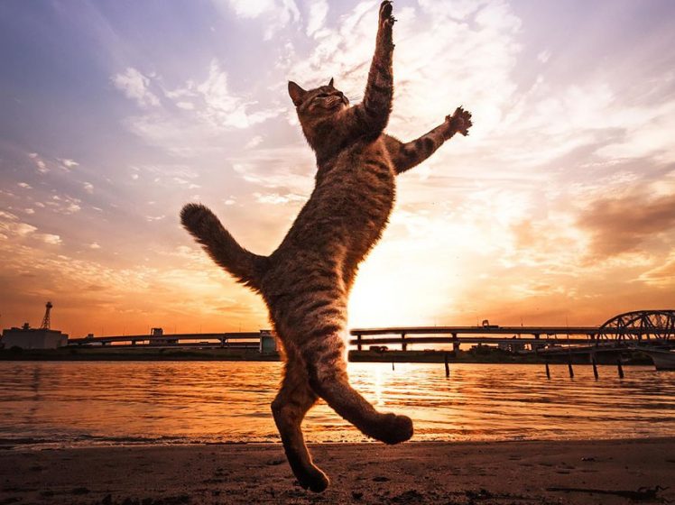 2214 Jumping Cats