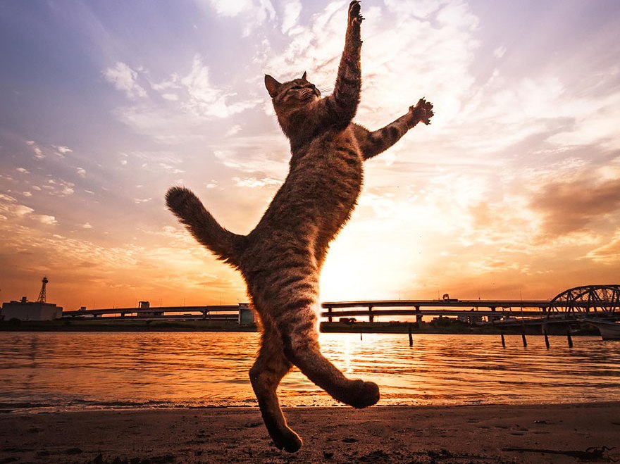 Stunning Photographs of Jumping Cats