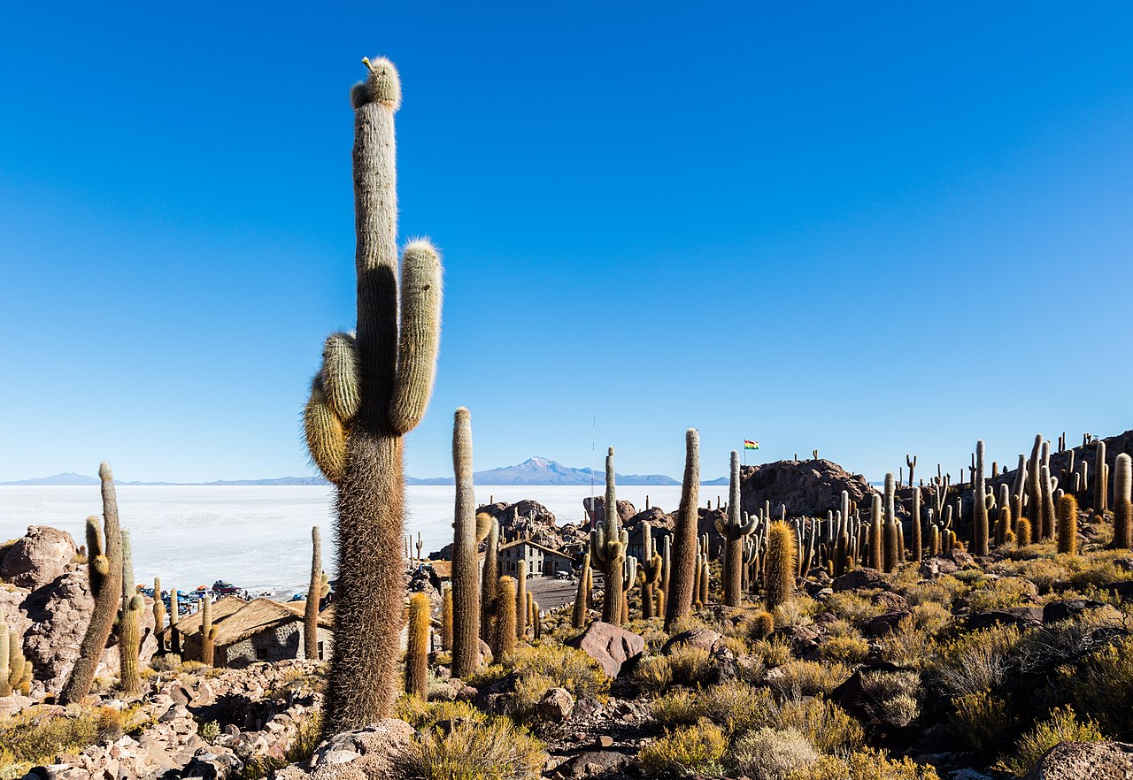 Isla Incahuasi An Island In The Middle Of Salt Flats Charismatic Planet