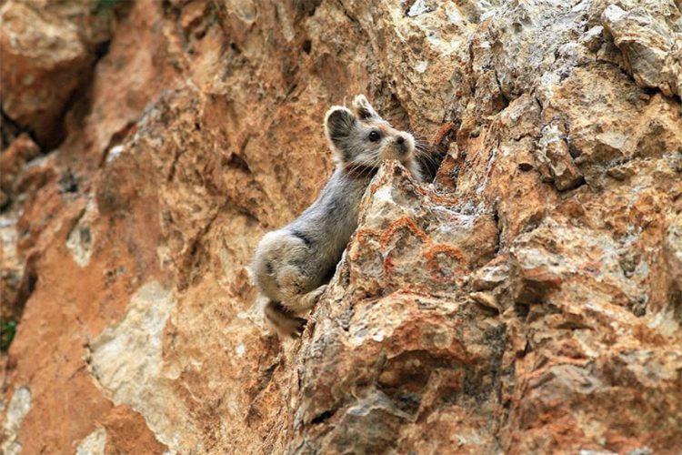 Magical Rabbit that you’ve probably never heard of, the “Ili Pika”, is also one of the rarest and most endangered living beings in the world.