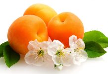 Super Health Benefits of Apricot Apricots are a solid dietary source of catechins, a broad family of flavonoid phytonutrients.
