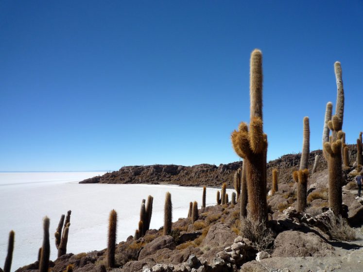 This hilly outpost is surrounded by a flat white sea of hexagonal salt tiles. The cacti grows one centimeter per year and most of them are more than two meter high.