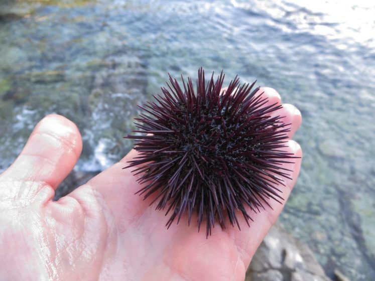 Urchin 1024x768 Urchins