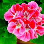 Tender perennials grown as tender annuals north of Zone 8. These are the much loved bright Geranium seen on windowsills, on terraces and in gardens everywhere.