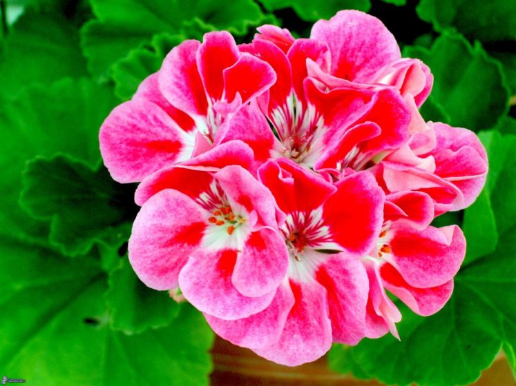 Tender perennials grown as tender annuals north of Zone 8. These are the much loved bright Geranium seen on windowsills, on terraces and in gardens everywhere.