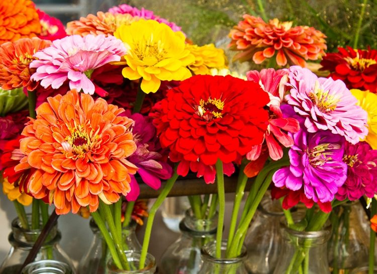 Zinnias are tender annuals that all gardeners love because they make a great show and are easy to grow.