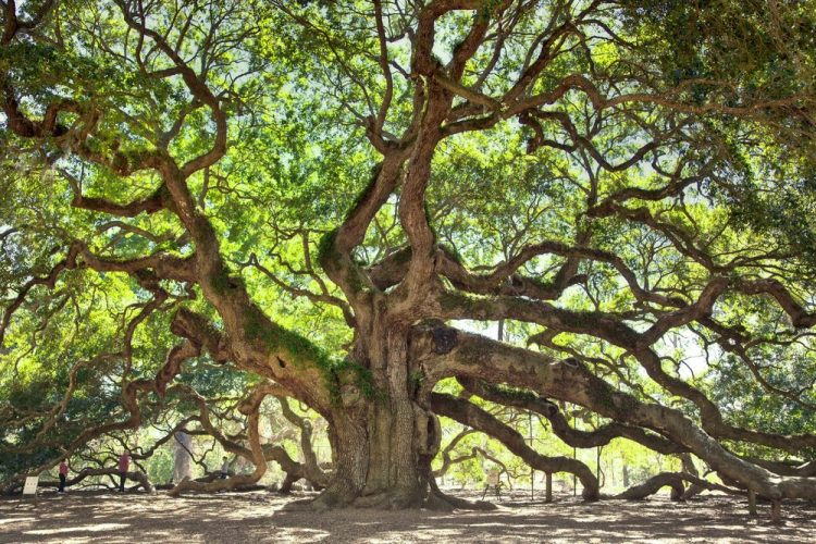 00023ede big Angel Oak Tree