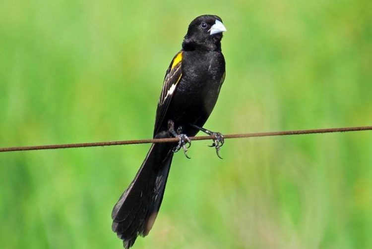 White Winged Widowbird (Euplectes albonotatus) is a species of passerine bird in the family of Ploceidae native to Africa and Sahara.