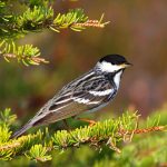 Blackpoll warblers like this male may be tiny but theyre able to haul themselves across the Atlantic without stopping during their fall migration.