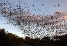 Bracken Bat Cave – Largest Aggregations of Bats