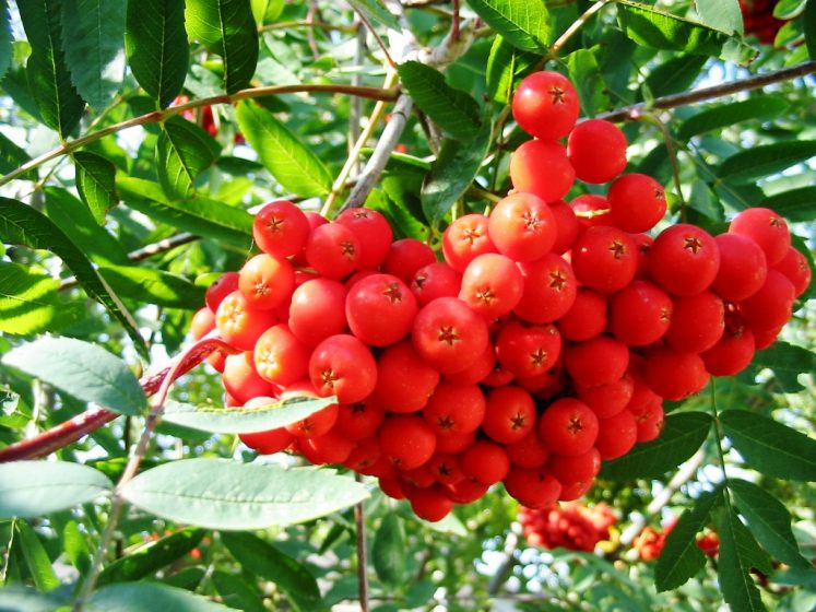 Sorbus aucuparia4 Mountain Ash Tree