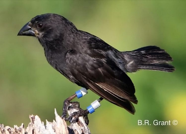 The bird is a member of the G. fortis species, one of two species that interbred to give rise to the Big Bird lineage. See story NNBIRD. Researchers used a scan electron microscope to find where bacterial cells and particles attach to a flies body. See story NNFLY. New species can develop in as little as two generations and the findings would have left Charles Darwin excited , researchers revealed. Scientists say the arrival 36 years ago of a strange bird to a remote island in the Galapagos provides direct genetic evidence of their claims. The newcomer, which belonged to one species, mated with a member of another species on the small island of Daphne Major in the Pacific Ocean. This produced a new species, known as the “Big Birds”, that now consists of roughly 30 birds, according to researchers from Princeton University and Uppsala University in Finland. The study, published in the journal Science, followed work carried out over the last four decades on Darwin’s finches in the Galapagos Islands. Rosemary Grant, senior biologist at Princeton in the US, said: "Through our work on Daphne Major, we were able to observe the pairing up of two birds from different species and then follow what happened to see how speciation occurred." The newcomer, a male with an unusual song which was larger in size than the three resident species on the island, was spotted in 1981. Peter Grant, a professor of ecology and evolutionary biology at Princeton, said: "He was so different from the other birds that we knew he did not hatch from an egg on Daphne Major.” The researchers took a blood sample and released the bird, which later bred with a resident medium ground finch of the species Geospiz fortis, starting a new lineage.