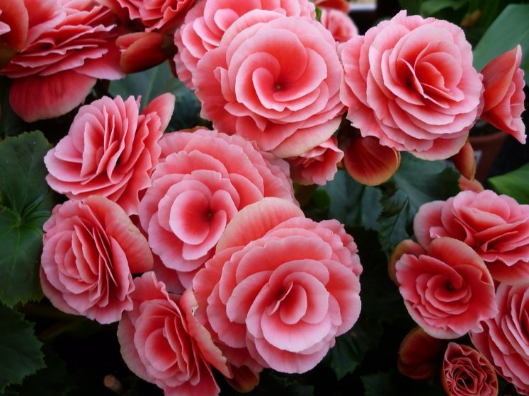 begonia 2702130 960 720 Begonia