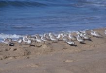 The Wonderful World of Sandy Beach