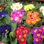 The most characteristic primrose color is yellow, but they're are many other colors available.