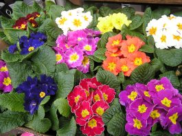 The most characteristic primrose color is yellow, but they're are many other colors available.