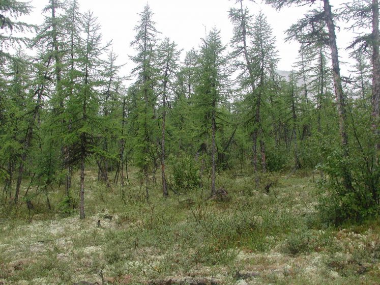 The ground buckles and sinks, causing trees to list at extreme angles. Further, the permafrost prevents trees from developing deep root systems.