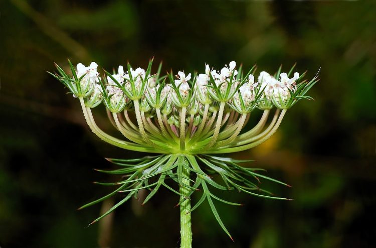 323232 Wild Carrot