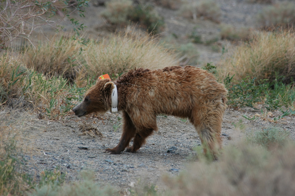 The Gobi Bear A Rare and Threatened Creature