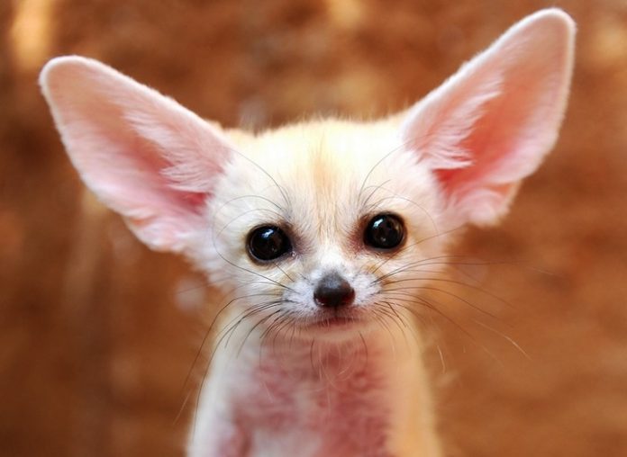 Fennec Fox - Most Cute Animal in the World