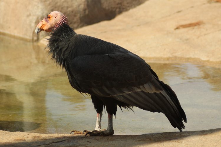 California condors live in rocky, forested regions including canyons, gorges and mountains.