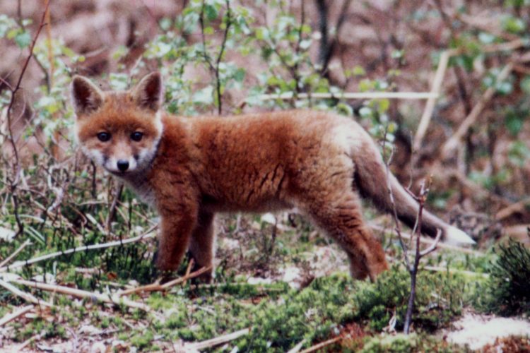 Red Fox pup forest Haute Normandie Red Fox