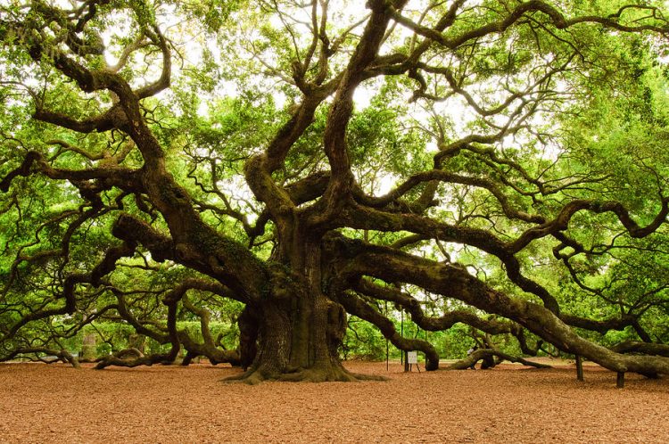 One of interesting Oak Facts is it produce both male and female flowers.