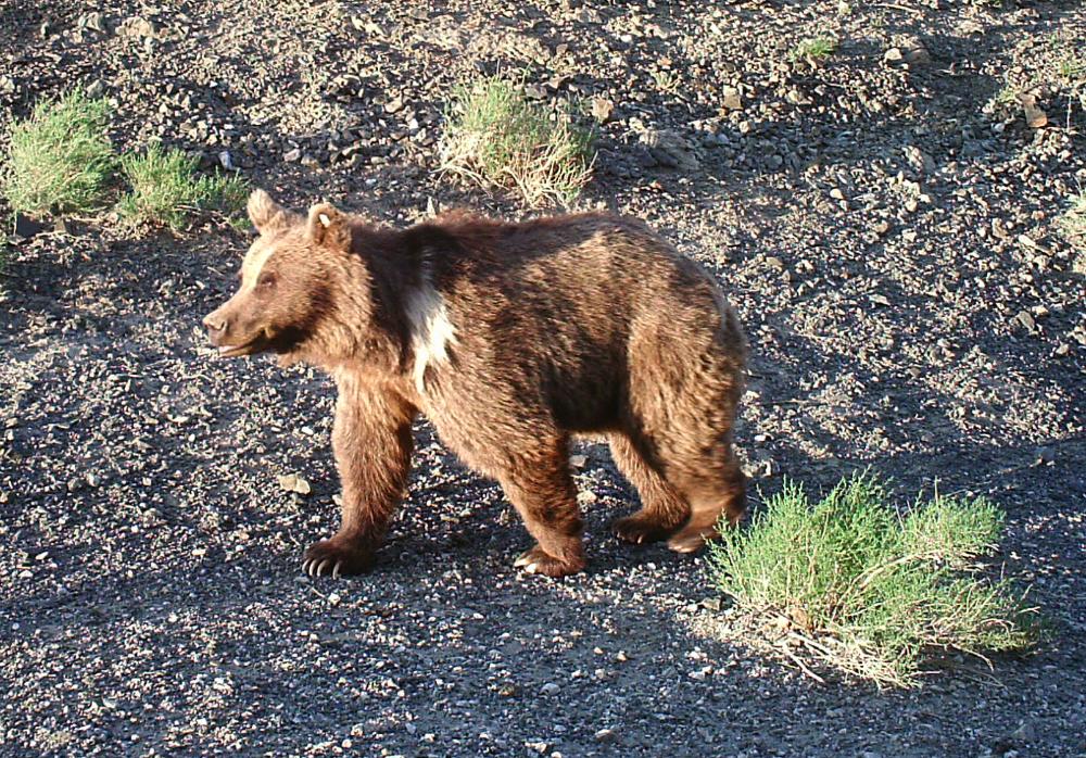 The Gobi Bear A Rare and Threatened Creature