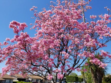 Pink Trumpet Tree Tabebuia heterophylla