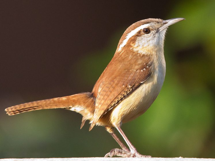 Carolina Wren vs House Wren