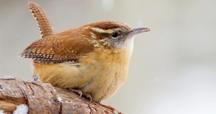 Carolina Wren (Thryothorus ludovicianus) is a beautiful small bird having rusty upperparts, cinnamon underparts, and a different white eye-stripe. 