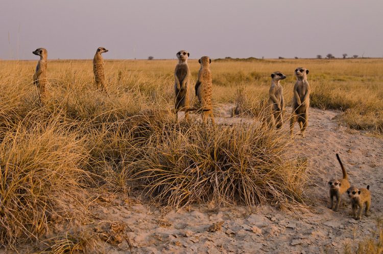 Meekrat are also wander in Kalahari Desert