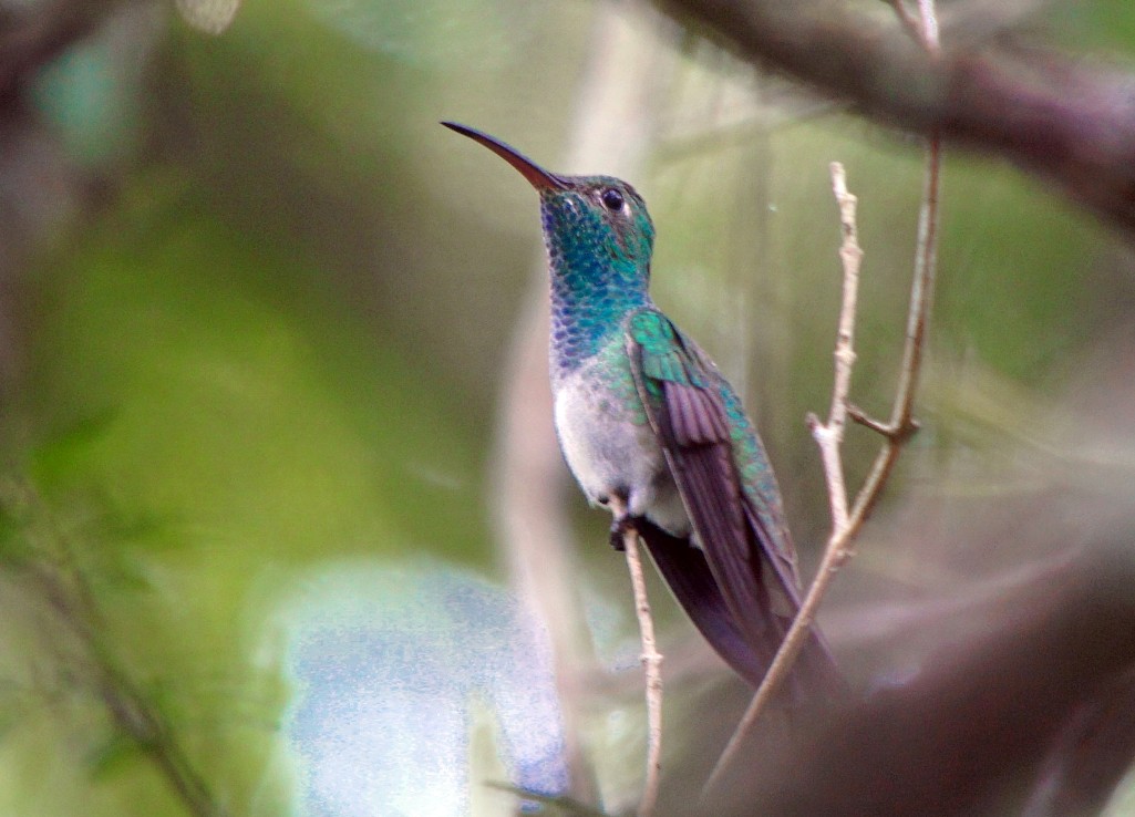 The Honduran Emerald (Amazilia luciae)